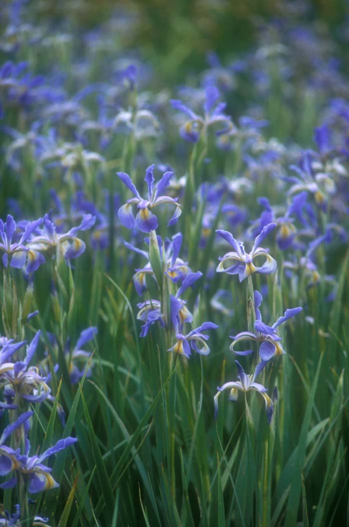 Plant photo of: Iris Siberian 'Premier'