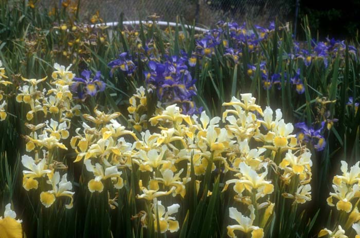 Iris Siberian 'Ruffled Canary'