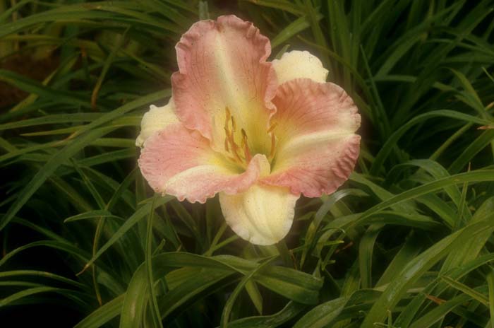 Plant photo of: Iris bearded 'Girl's Birthday'