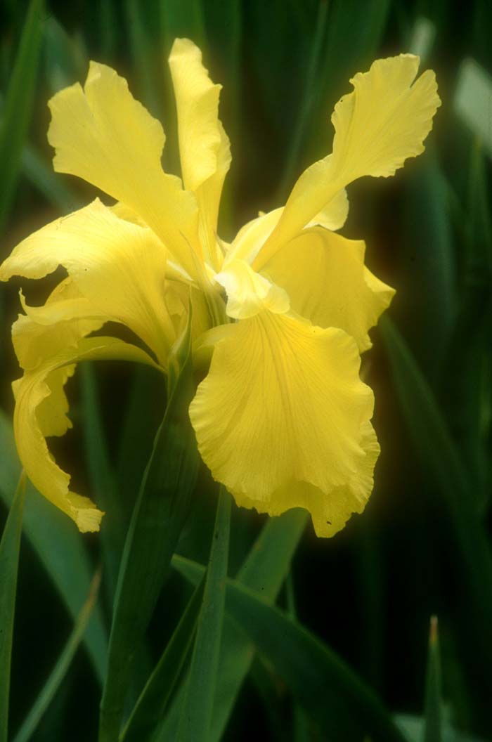 Sun Singer Siberian Iris