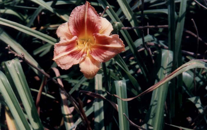 Plant photo of: Hemerocallis 'Gypsy Spell'