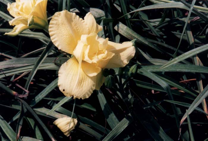 Plant photo of: Hemerocallis 'Twin Crown'