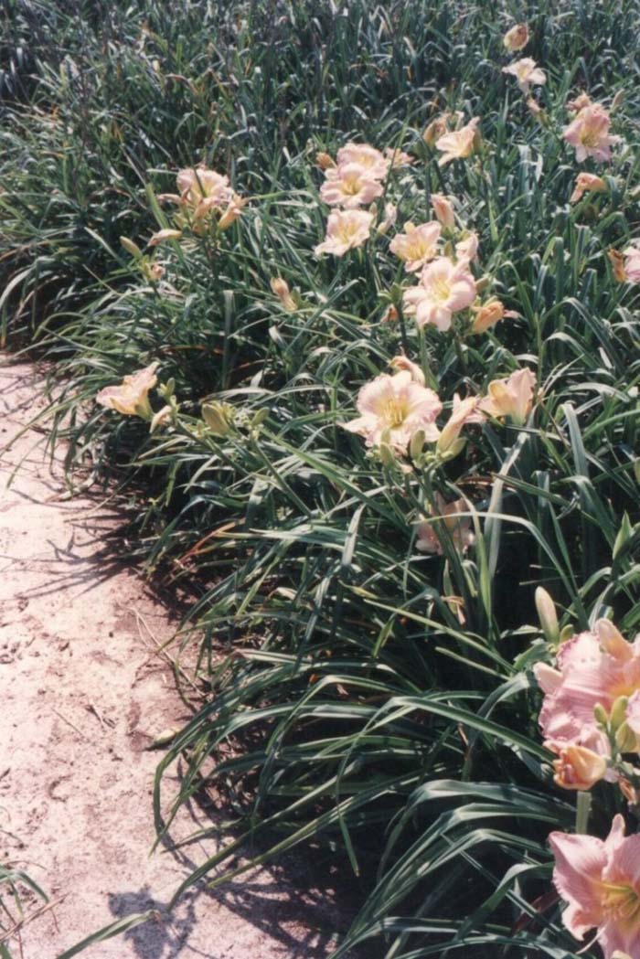 Plant photo of: Hemerocallis 'Prima Fossi'