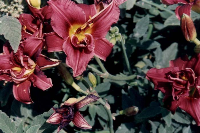 Double Gropelle Daylily