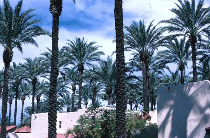 Desert Date Palm