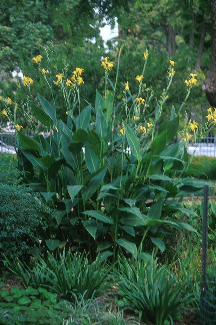 Plant photo of: Canna X generalis (assorted varieties)