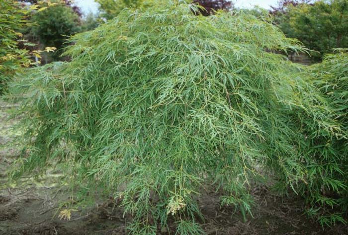 Plant photo of: Acer palmatum 'Dissectum'