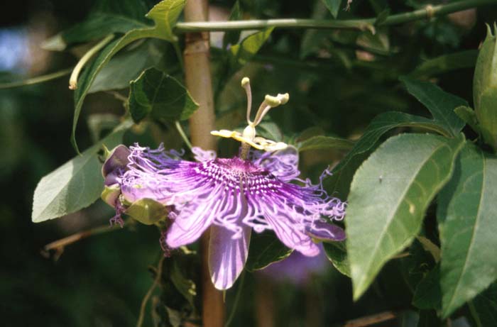 Plant photo of: Passiflora X belotii