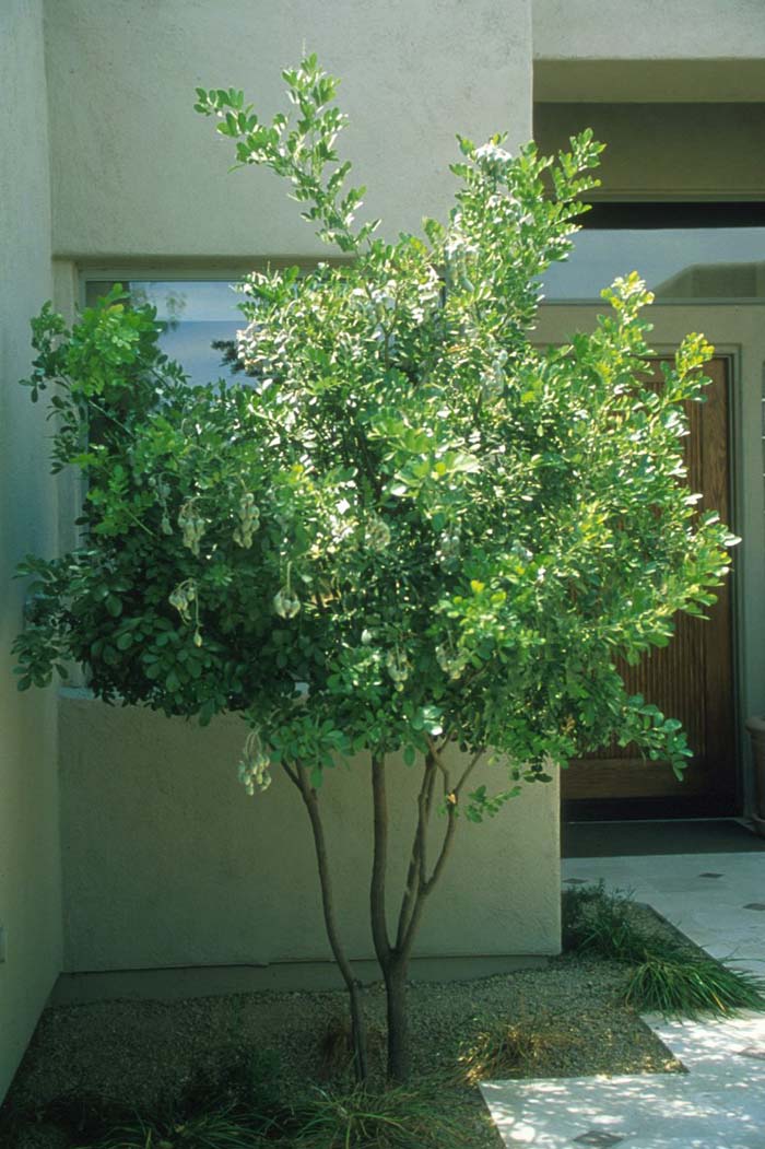 Plant photo of: Sophora secundiflora