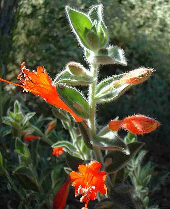 Plant photo of: Epilobium canum 'Ghostly Red'