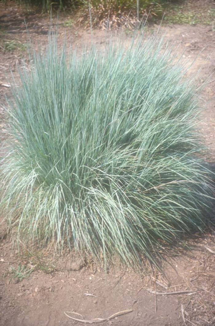 Little Bulestem Grass