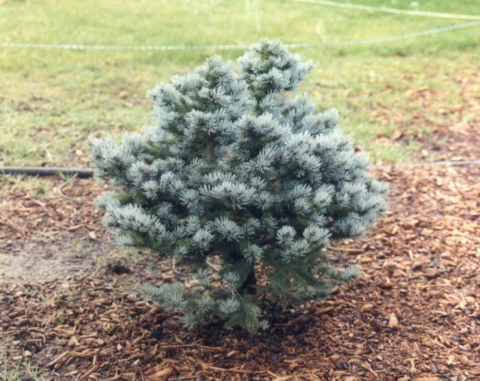 Plant photo of: Picea pungens glauca 'Globosa'