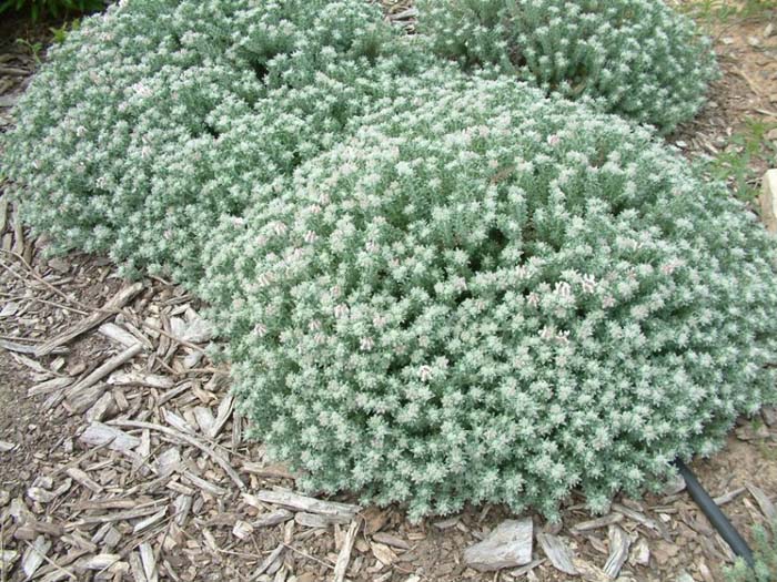 Plant photo of: Dorycnium hirsutum