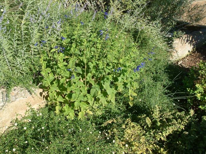 Plant photo of: Salvia guaranitica