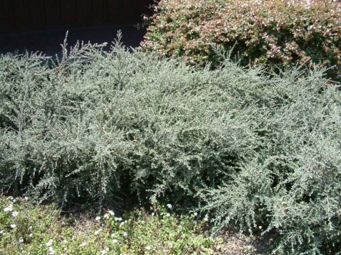 Plant photo of: Cotoneaster buxifolius
