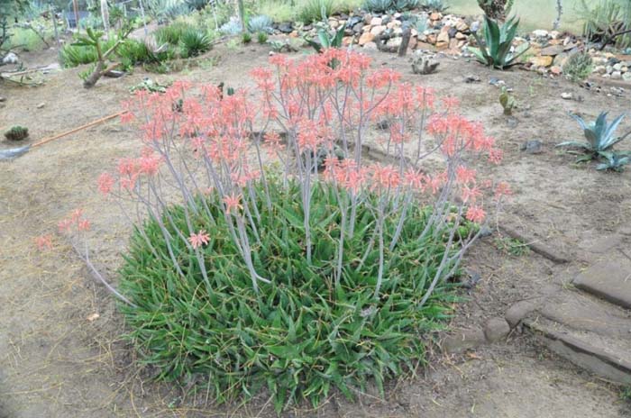 Plant photo of: Aloe striata