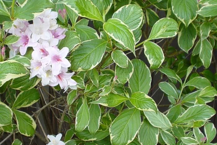 Plant photo of: Weigela florida 'Variegata'