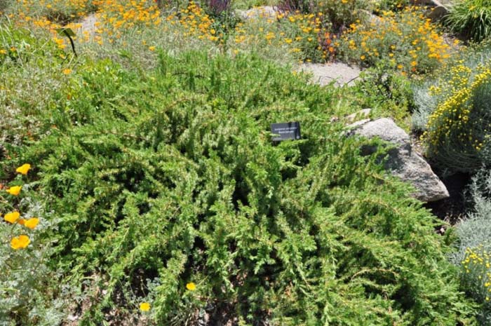 Plant photo of: Juniperus rigida conferta