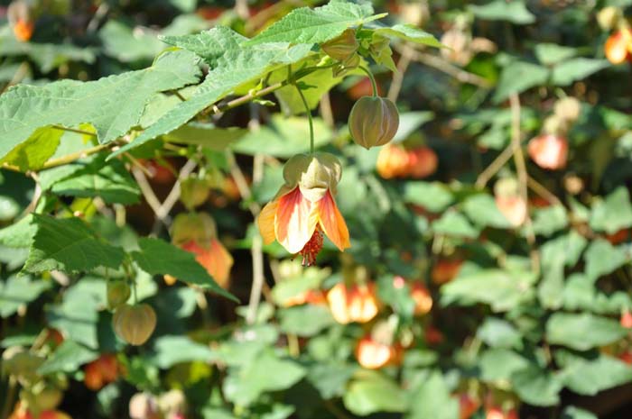 Plant photo of: Abutilon hybrids 'Apricot'