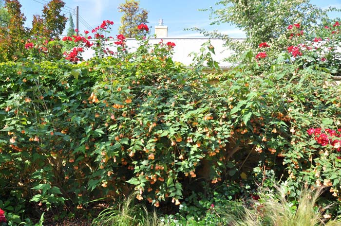 Plant photo of: Abutilon hybrids 'Apricot'