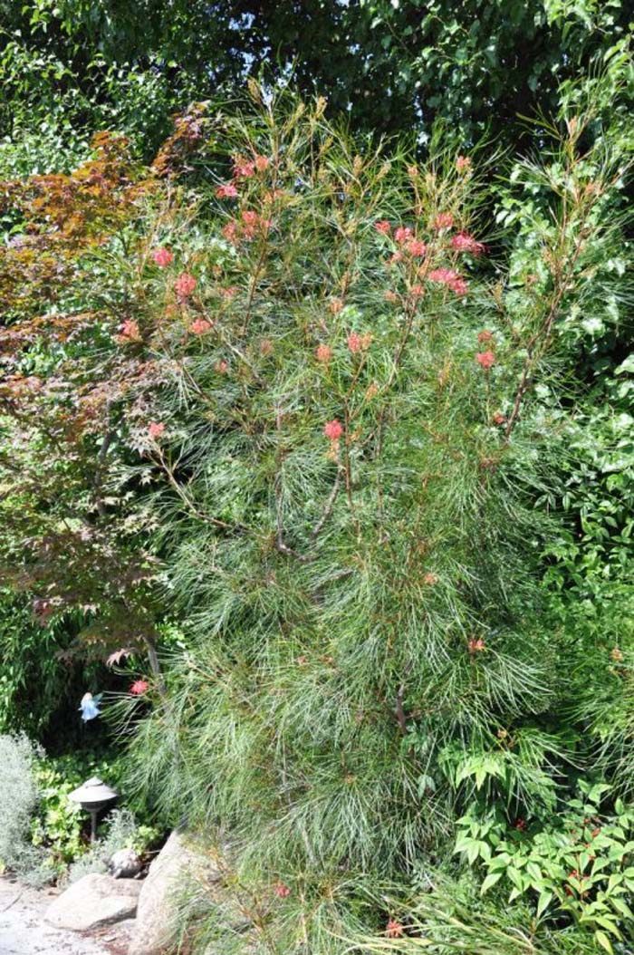 Plant photo of: Grevillea 'Long John'