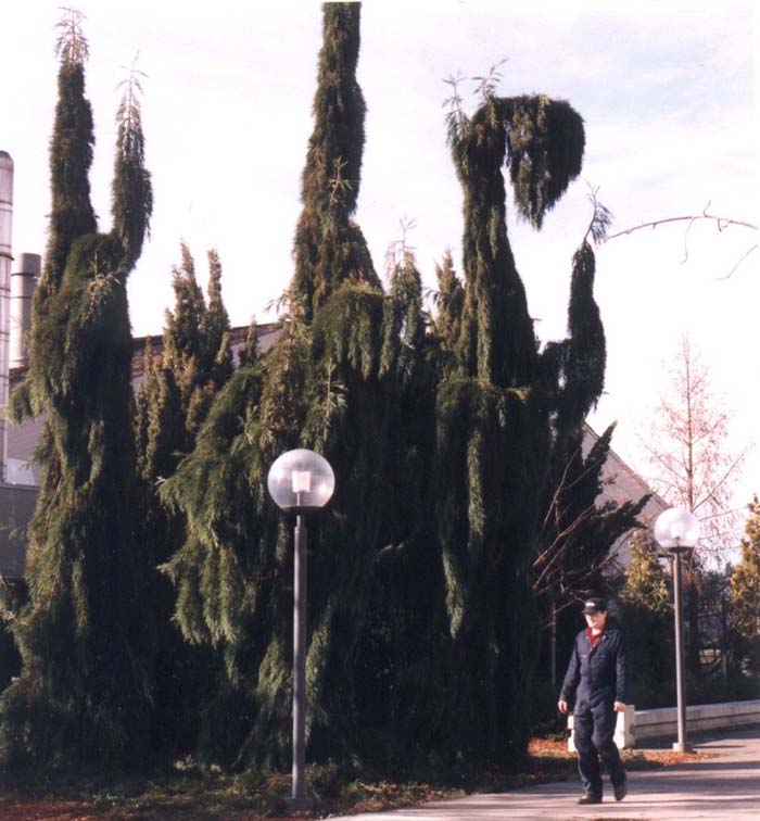 Plant photo of: Sequoiadendron gigantea 'Pendula'
