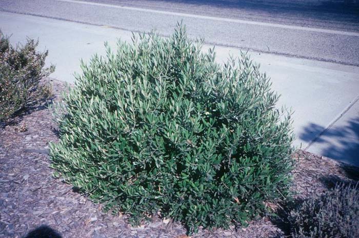 Plant photo of: Olea europaea 'Montra'