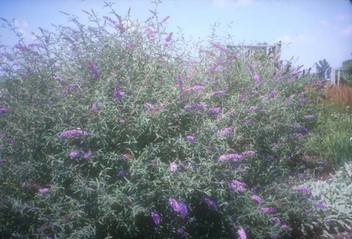 Plant photo of: Buddleja davidii v. nanhoensis