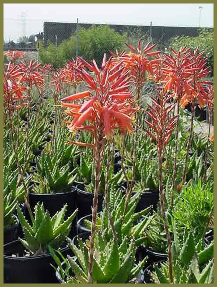 Plant photo of: Aloe X nobilis
