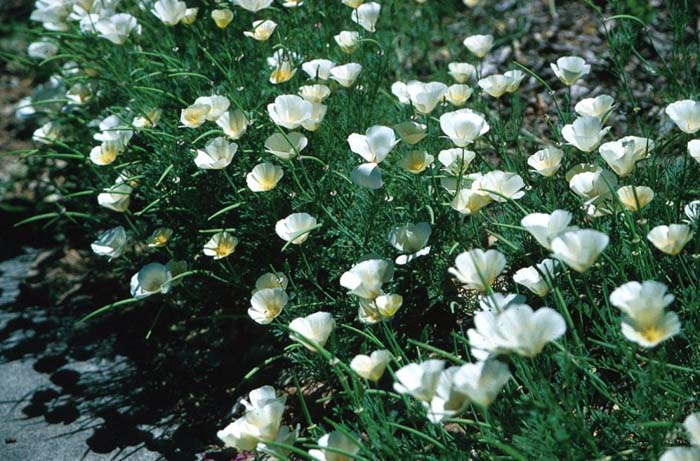 Eschscholzia californica 'White'