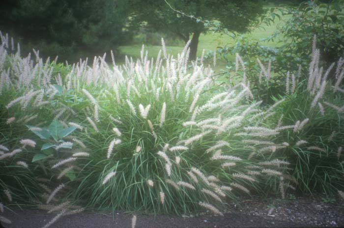 Plant photo of: Pennisetum orientale