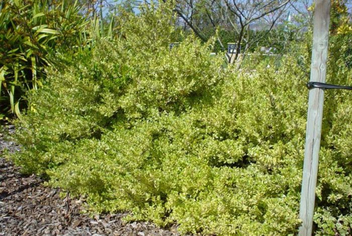 Plant photo of: Myrtus communis 'Variegata'
