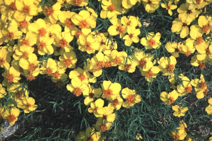 Plant photo of: Zinnia grandiflora