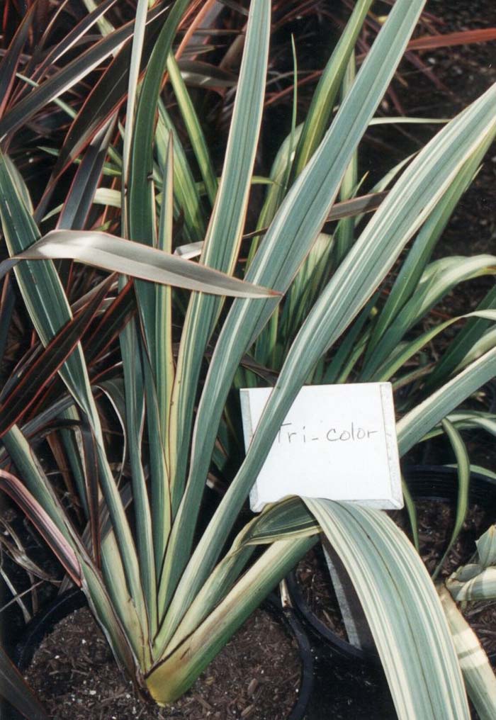 Plant photo of: Phormium cookianum 'Tricolor'