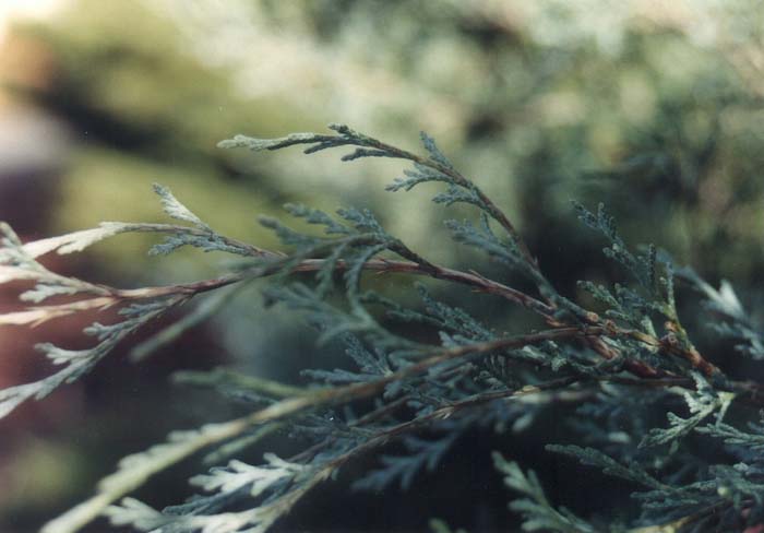 Plant photo of: Juniperus procumbens