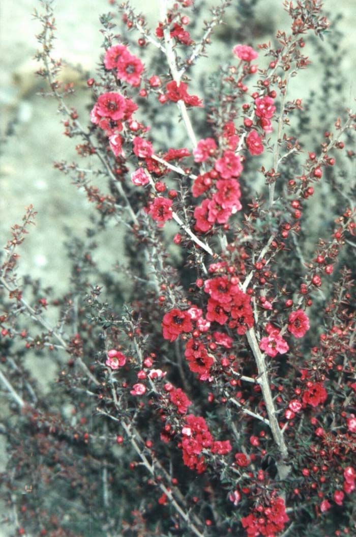 Plant photo of: Leptospermum scoparium 'Red Damask'