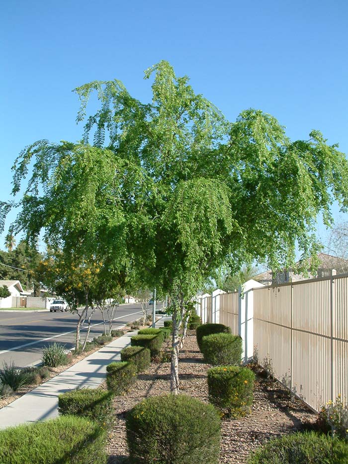 Plant photo of: Ulmus parvifolia
