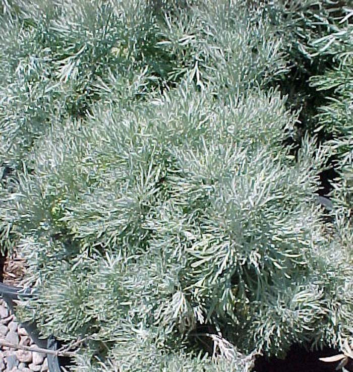 Silver or Large Wormwood