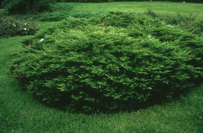 Plant photo of: Juniperus sabina 'Arcadia'
