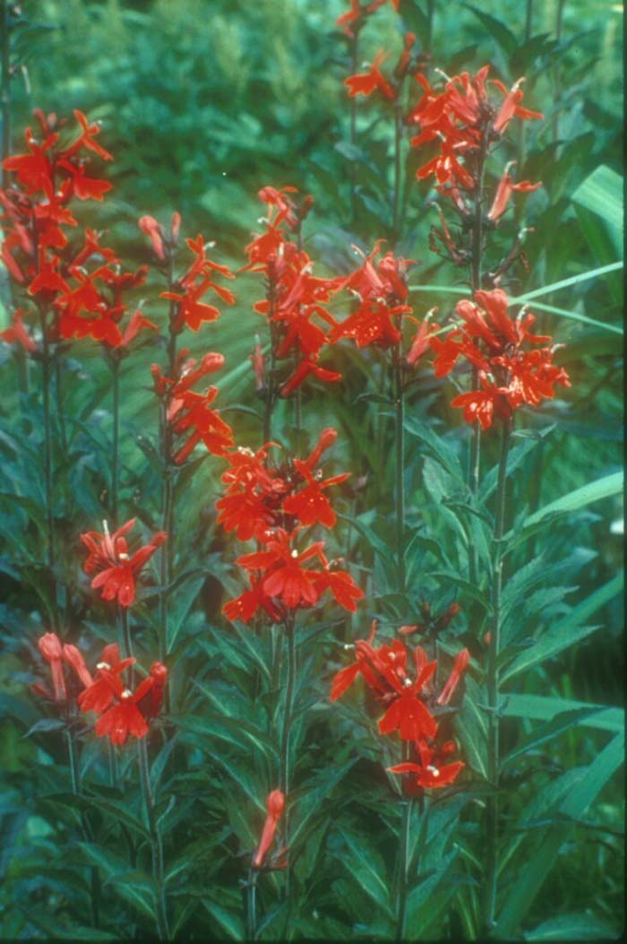 Plant photo of: Lobelia cardinalis