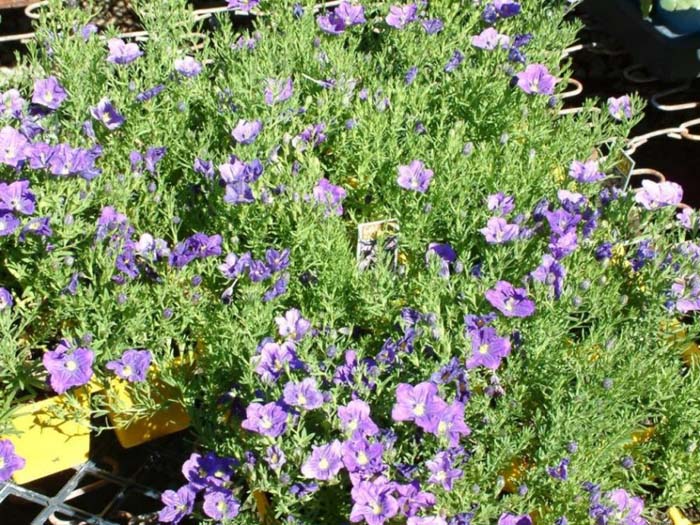 Purple Robe Dwarf Cup Flower