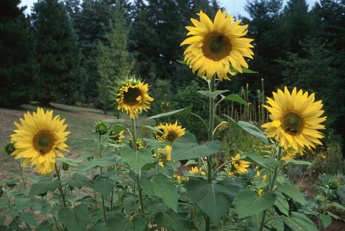 Garden or Common Sunflower