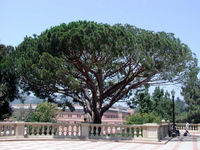 Italian Stone Pine