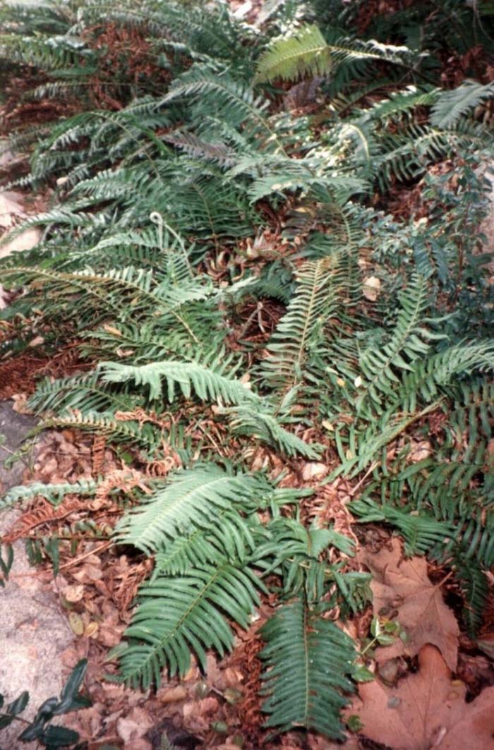 Plant photo of: Polystichum munitum