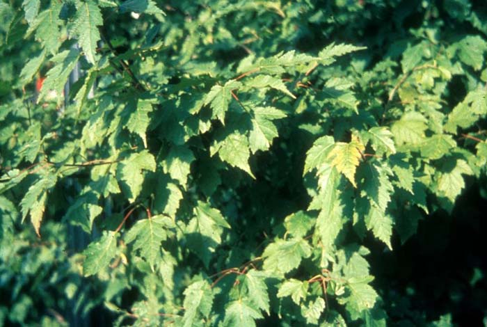Plant photo of: Acer tataricum ginnala