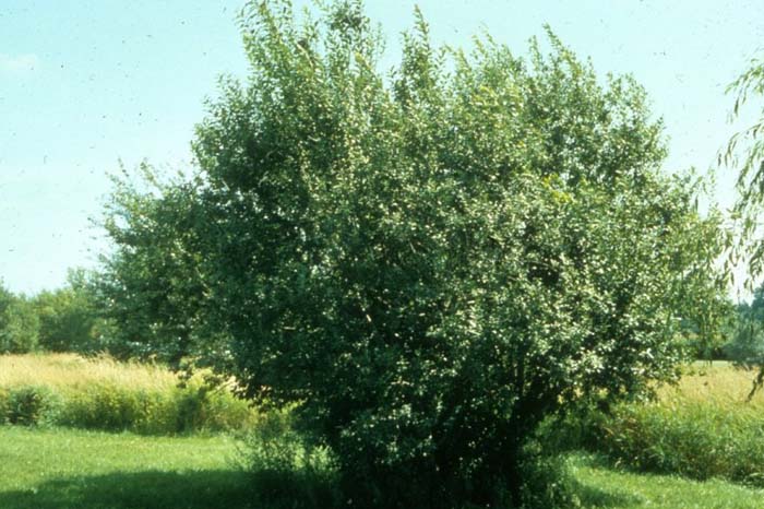 Plant photo of: Salix caprea