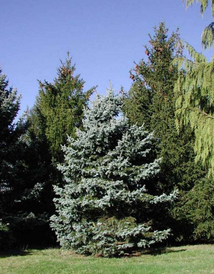 Plant photo of: Picea pungens glauca
