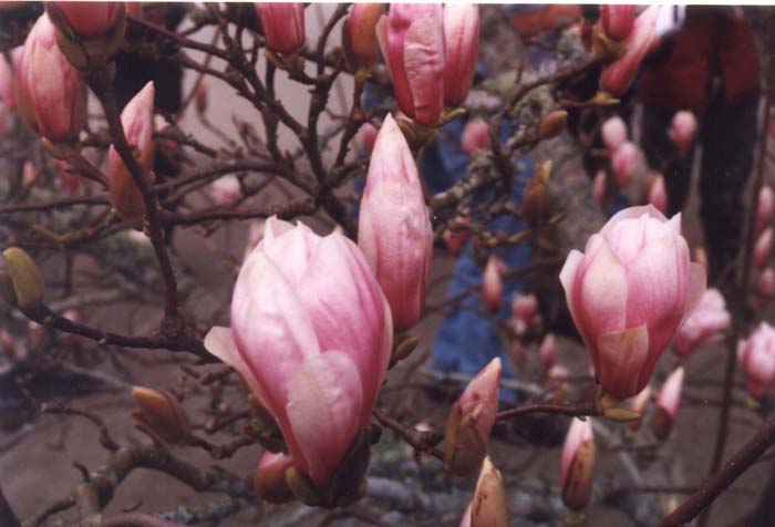 Plant photo of: Magnolia X soulangiana