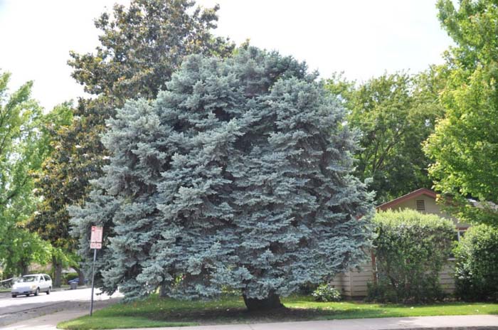 Plant photo of: Picea glauca
