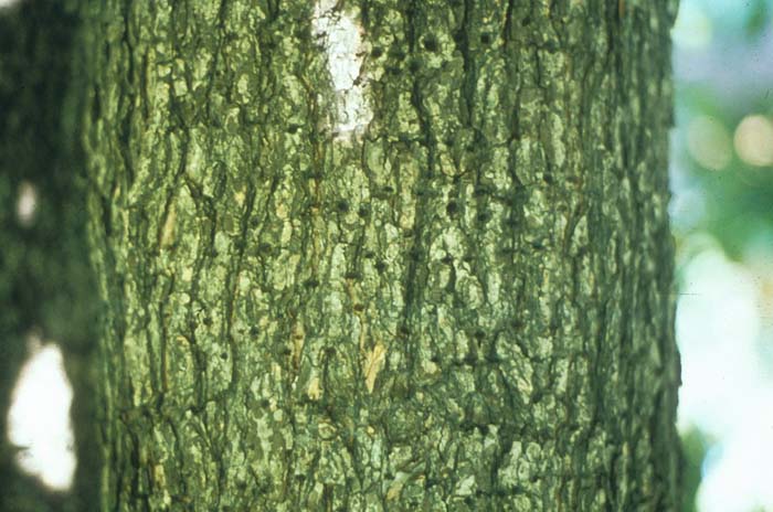 Plant photo of: Corylus colurna